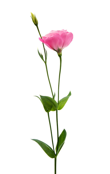 flor eustoma hermosa
 - Foto, imagen