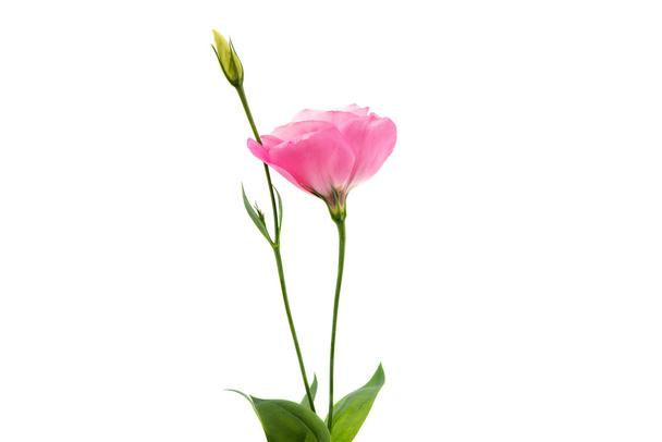 gyönyörű eustoma virág - Fotó, kép