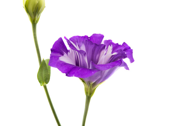 Eustoma kwiat piękny - Zdjęcie, obraz