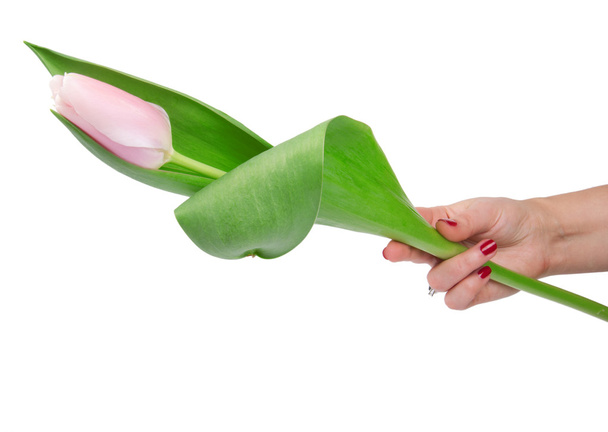 Tulipán květ izolovaných na bílém - Fotografie, Obrázek
