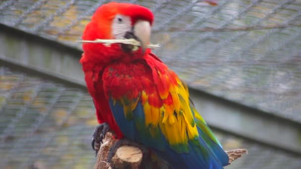 Scarlet Amerika papağanı çiğneme ahşap - Video, Çekim