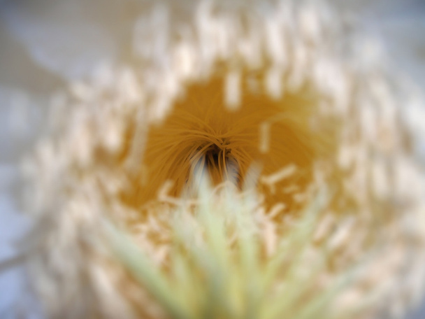 Drachenfruchtblume - Foto, Bild