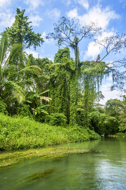 Selvagem ao longo do rio Martha Brae na Jamaica
.  - Foto, Imagem