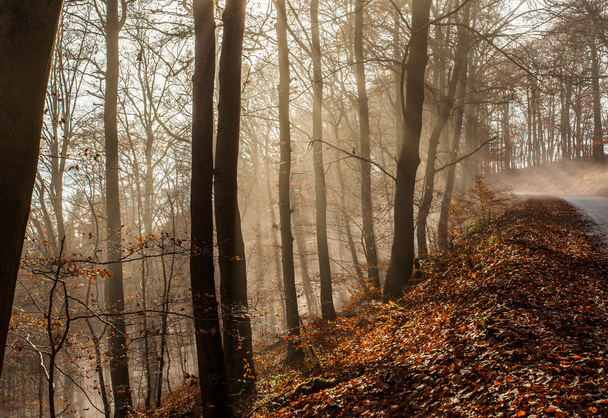 自然霧の森風景 - 写真・画像