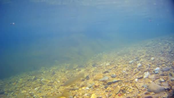 Vissen zwemmen onder water - Video
