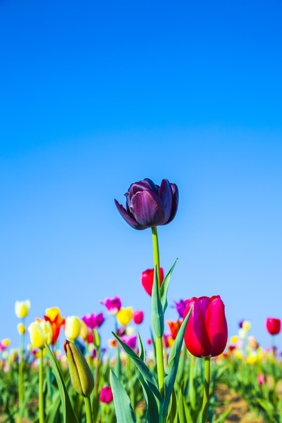 veld met bloeiende kleurrijke tulpen - Foto, afbeelding