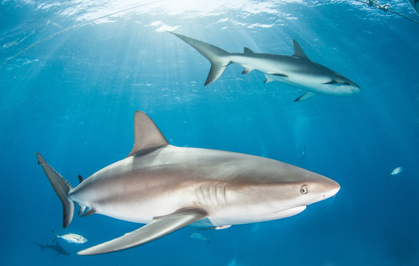 Shark diving Bahamas - Photo, Image