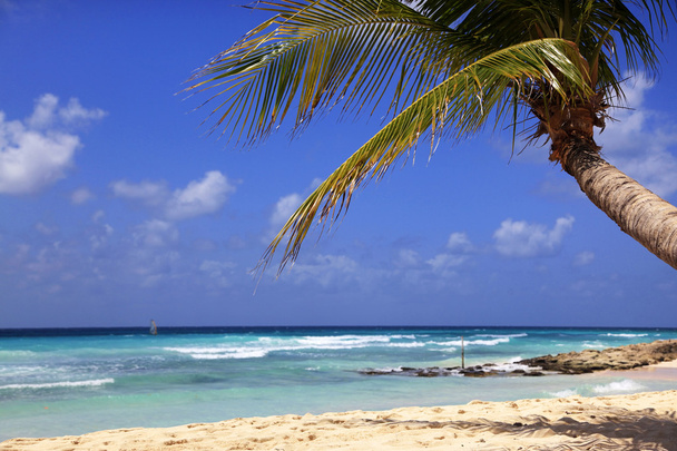 agradável praia tropical
 - Foto, Imagem