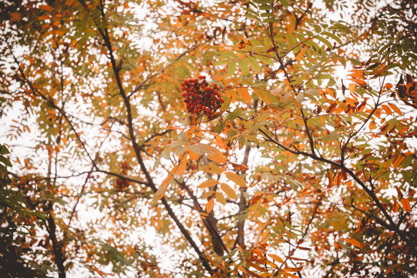 Горный пепел осенью
 - Фото, изображение