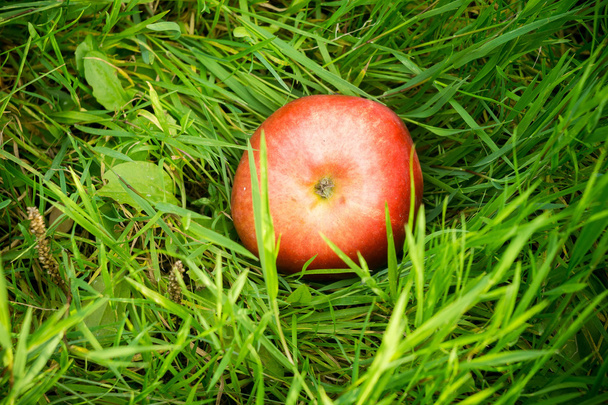 Red Apple on Green Grass - 写真・画像