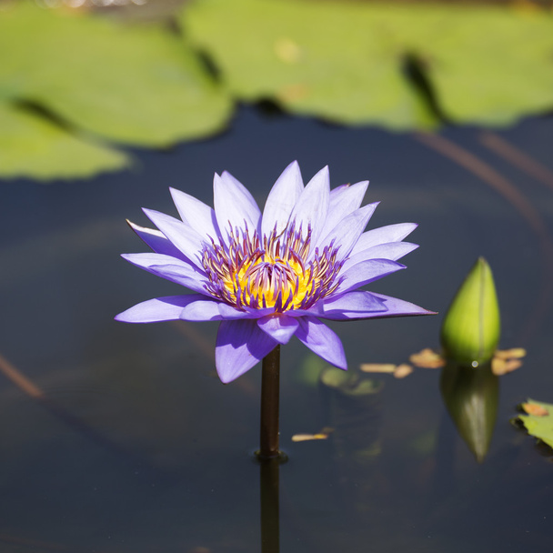 Purple waterlilly or lotus  - Фото, изображение
