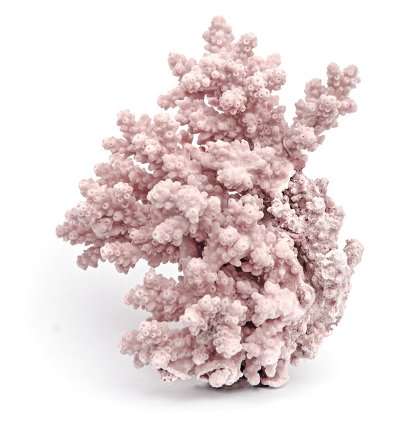 koral na białym tle - Zdjęcie, obraz