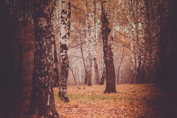 Trees in Autumn Park Retro - Foto, afbeelding
