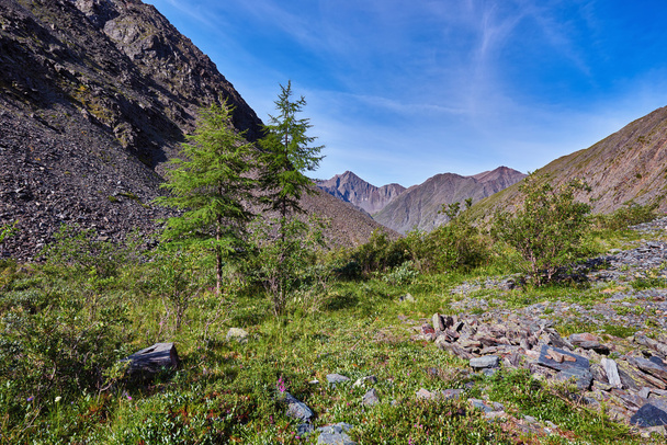 Two young larch (Larix sibirica) mountains of Eastern Siberia - 写真・画像