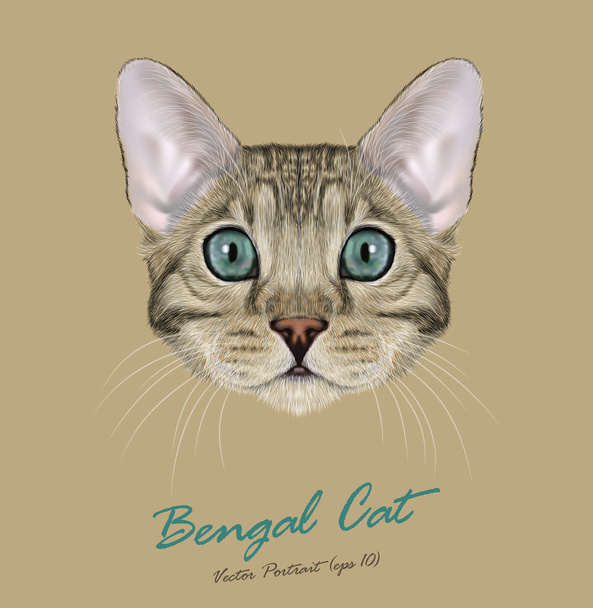 Bengálsko kočka zvířat roztomilý tvář. Vektor mladých stříbrná šedá mourovatá čistokrevná americký Bengálsko kotě hlavy portrét. Realistické srst portrét modré oči Kitty izolované na béžové pozadí. - Vektor, obrázek