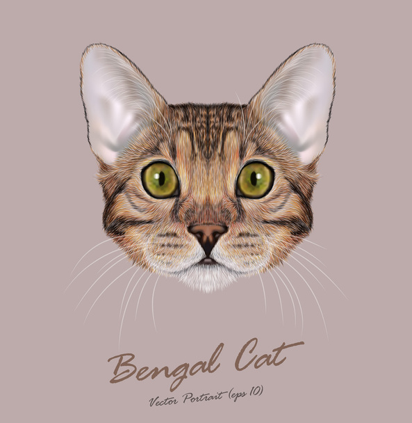 Bengáli macska, állat, aranyos arca. Vektor fiatal barna cirmos fajtiszta amerikai bengáli cica narancssárga fej portré. Reális szőr portréja zöld szemek kitty elszigetelt bézs háttér. - Vektor, kép