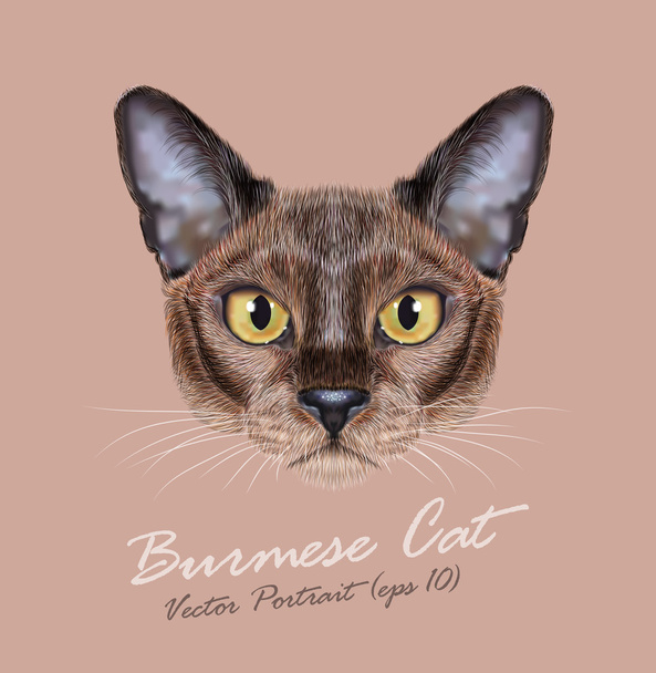Burmai macska, állat, aranyos arca. Vektor fiatal Szabó csokoládé fajtiszta cica fej portré. Ázsiai, Amerikai Burma kitty elszigetelt bézs háttér reális szőr portréja. - Vektor, kép