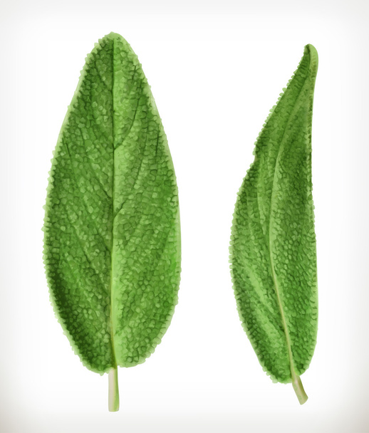 Salvia levelek ikonok - Vektor, kép