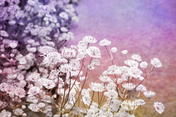 Bellissimo sfondo da sogno con prato di fiori
  - Foto, immagini