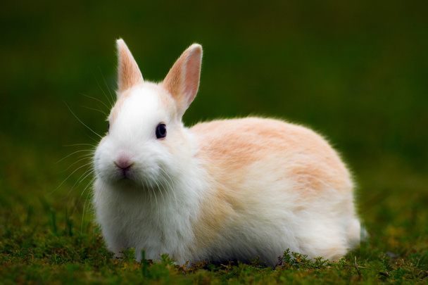 Coniglietto nell'erba - Foto, immagini