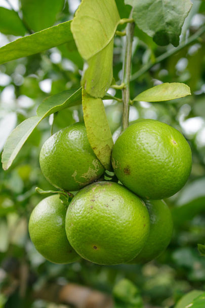 Limone verde sull'albero
 - Foto, immagini