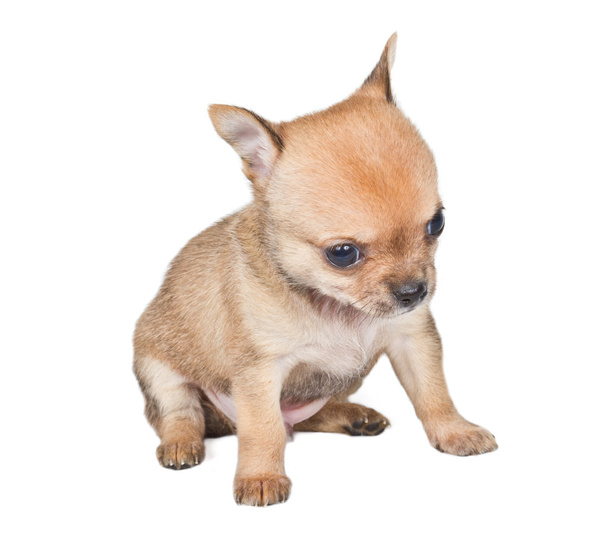 Chihuahua щенок на белом фоне - Фото, изображение
