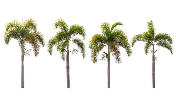 Palmuja eristetty valkoinen
 - Valokuva, kuva