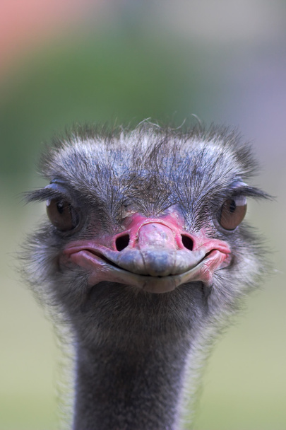 Портрет страуса - Фото, изображение