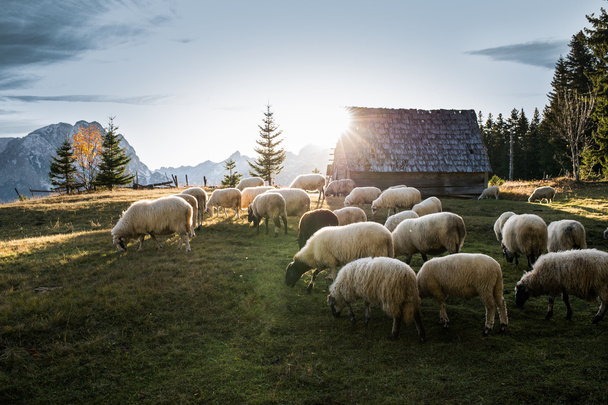 Rebaño de ovejas que pastan  - Foto, imagen