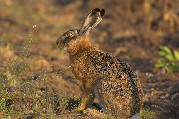 Hare in a field - Photo, Image