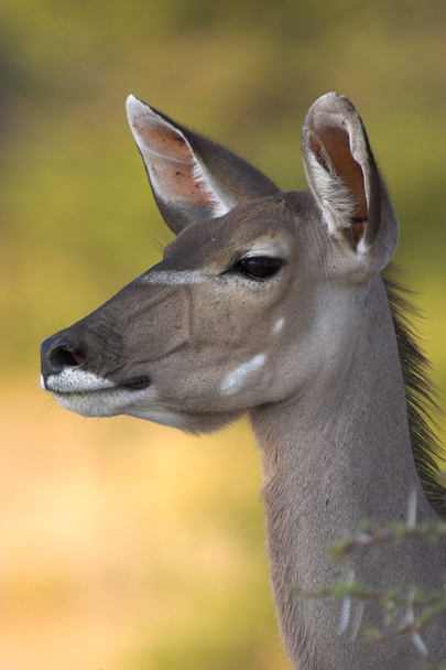Retrato de un kudu - Foto, afbeelding