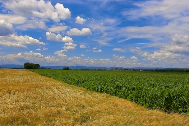 Fields against a blue sky - Photo, Image