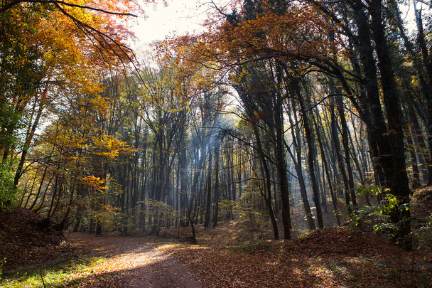 Chemin forestier Rayons de soleil à travers la forêt d'automne avec feuilles changeant de couleur
 - Photo, image
