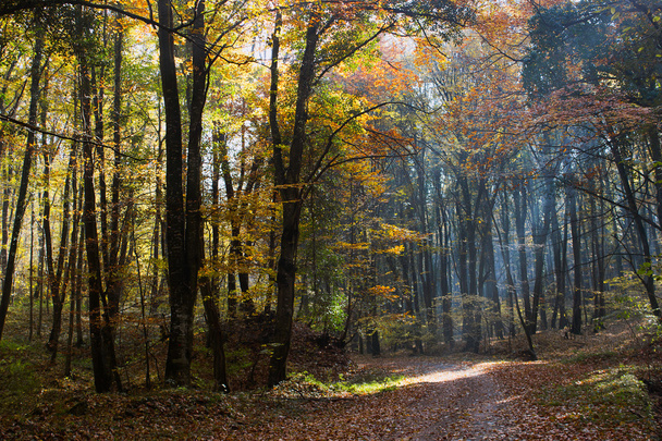 Metsäpolku Auringonsäteet läpi syksyn metsän lehtien vaihtuvalla värillä
 - Valokuva, kuva