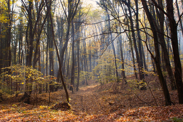 Лесной путь Солнечные лучи через осенний лес с изменяющимся цветом листьев
 - Фото, изображение