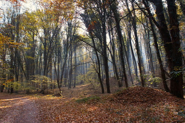 Waldweg sonnt sich durch Herbstwald mit Blättern, die sich verfärben - Foto, Bild