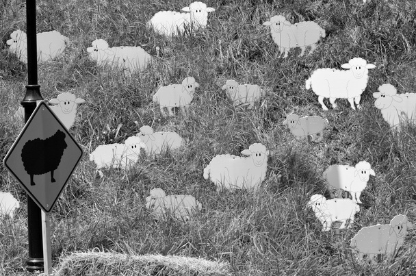 Черная овца во флоксе
 - Фото, изображение