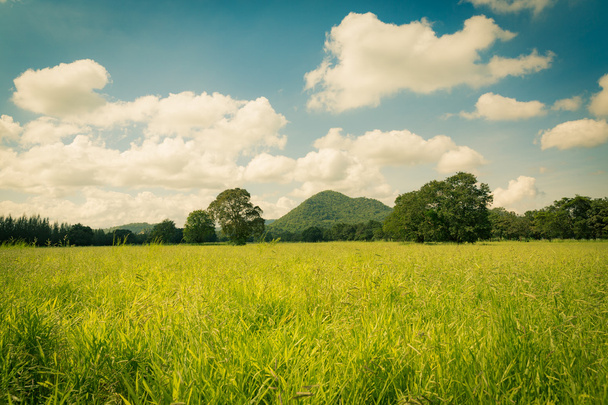 ビンテージ トーンの明確な空と緑の草原 - 写真・画像