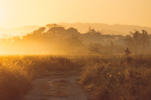 トウモロコシ畑の美しい夕日 - 写真・画像