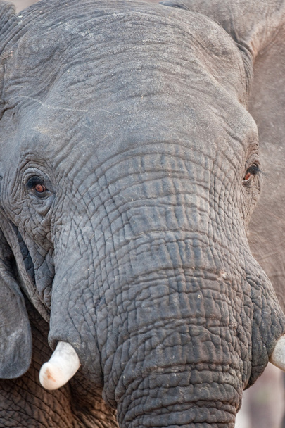 Portrait of a wild elephant in southern Africa. - Foto, afbeelding