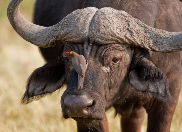 Retrato de un búfalo africano salvaje en el sur de África
. - Foto, imagen