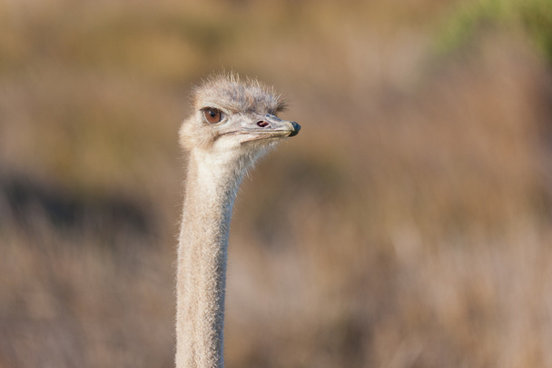 Ostrich (struthio camelus) at the Table Mountain National Park - Photo, image