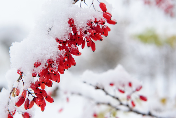 barberry, first snow - Foto, Imagem