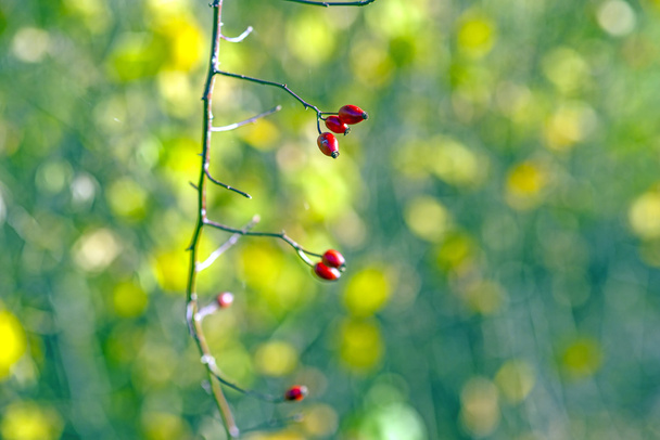 шиповник, спелые плоды
 - Фото, изображение