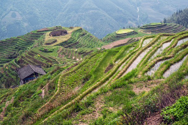 geschichtete Reisterrassen aus Longii titian (Drachenrückenterrassen), Guangxi, China - Foto, Bild