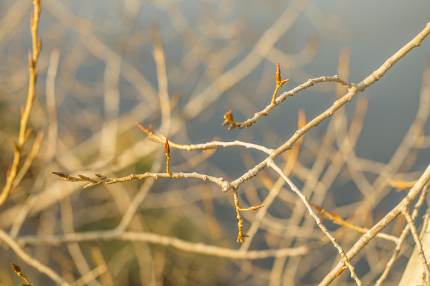Leafless tree branch - Фото, изображение