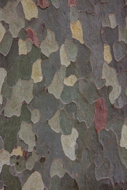 American sycamore (Platanus occidentalis) bark - Photo, Image