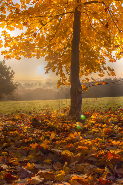 Podzimní strom javor v Sunrise - Fotografie, Obrázek