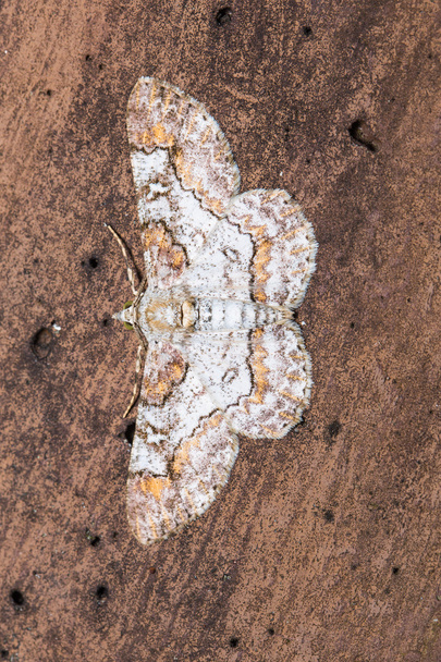 Geometer moth on flat wood surface - Photo, Image