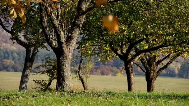 Trees in autumn - Filmati, video